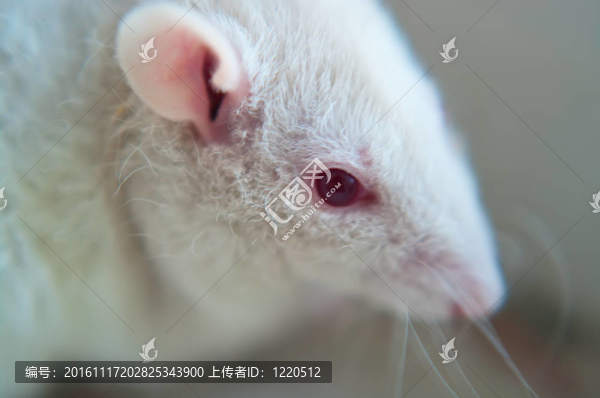 老鼠