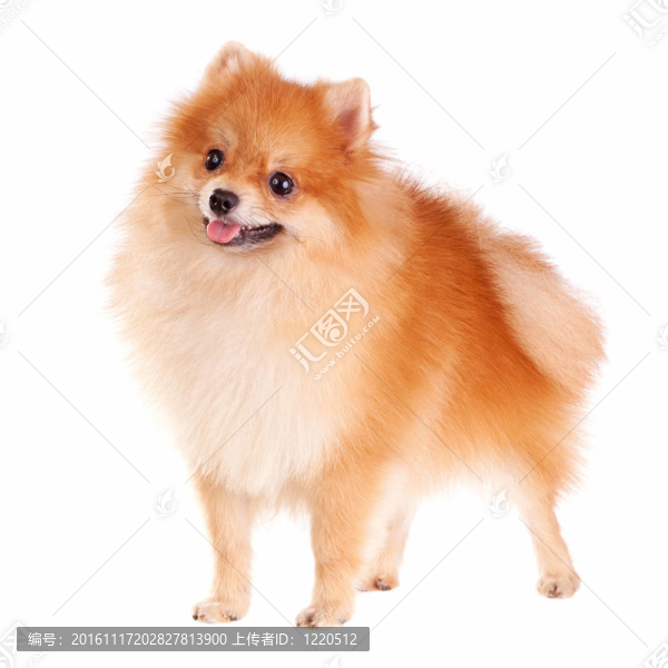 博美犬