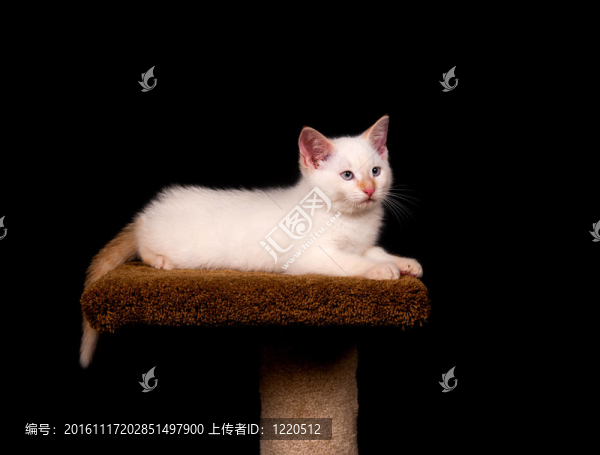 白色小貓
