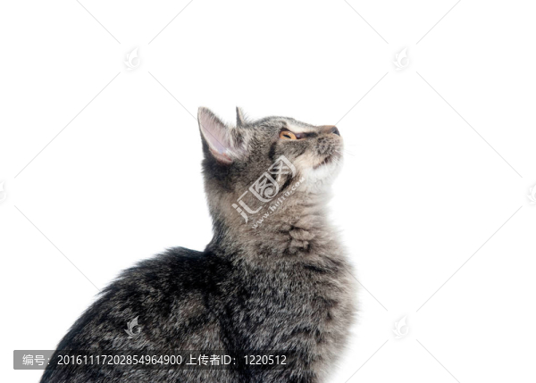 可愛的小貓?zhí)ь^
