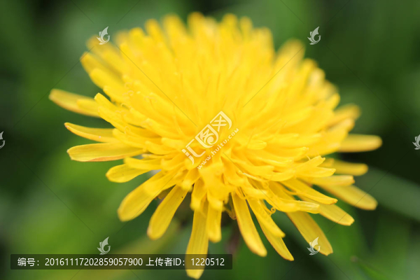 蒲公英