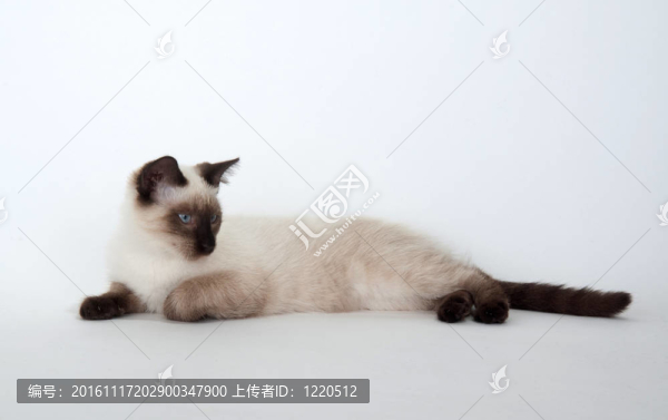 白色背景上的可愛的小貓