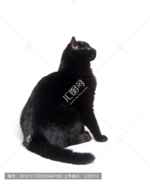白色的黑貓