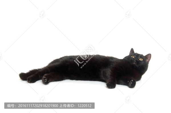 黑貓放下