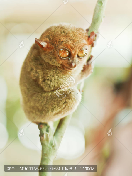 Phillipine的眼鏡猴