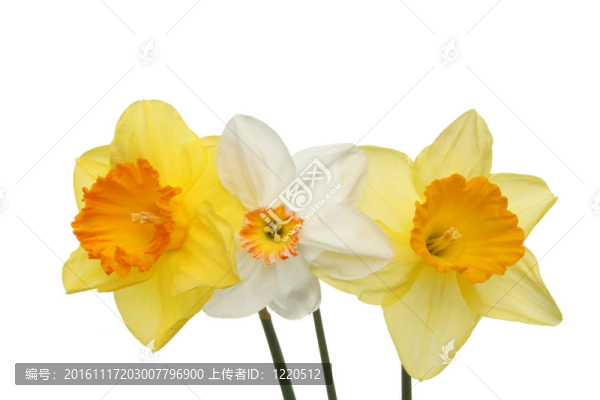 三朵水仙花