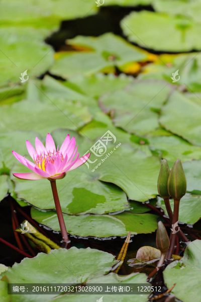 蓮花