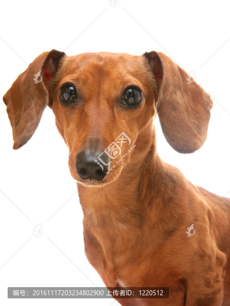 臘腸犬
