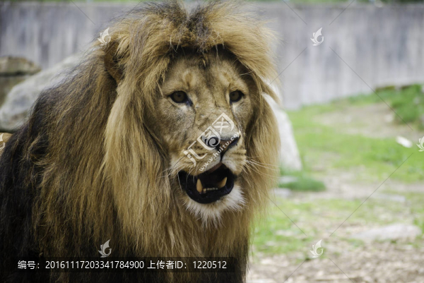 動物園里的獅子