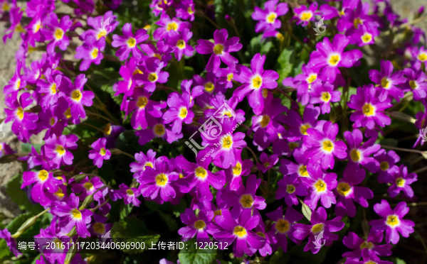 天然背景的粉紅花