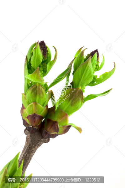 丁香花蕾