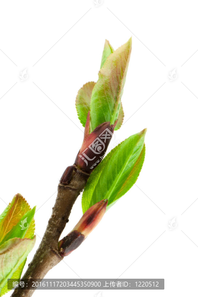 彈簧片