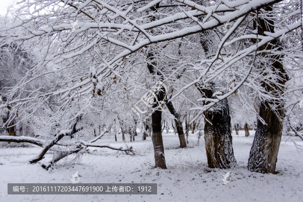 冬天的樹林