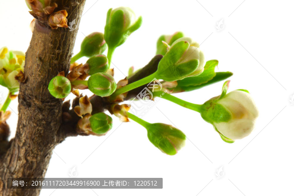 李子開(kāi)花