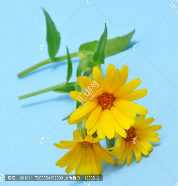 野雛菊