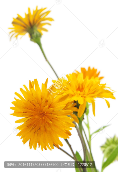 野雛菊