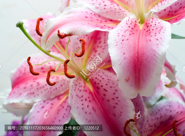 粉色的百合花