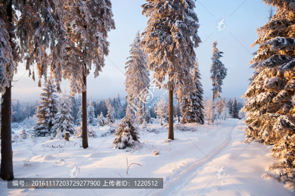 山地冬季森林