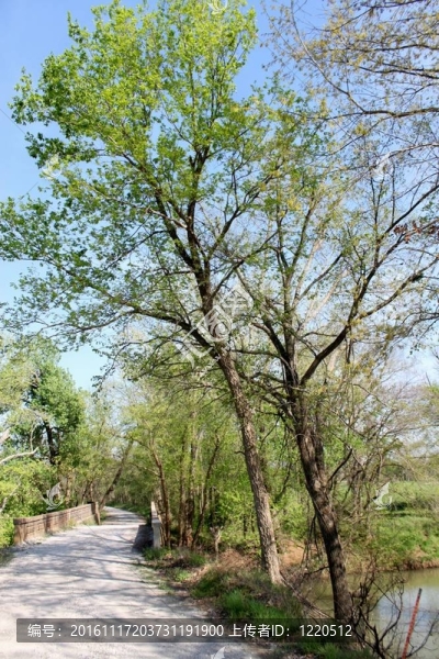 不同視角的1923橋