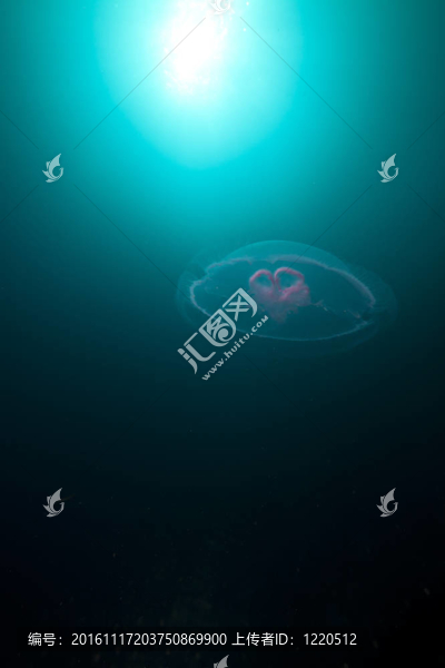Moon,jellyfish和太陽(yáng)在紅海。