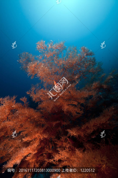 分支黑珊瑚和紅海的長鼻鷹魚。