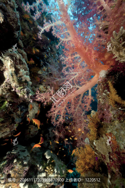 紅海的珊瑚礁和魚。