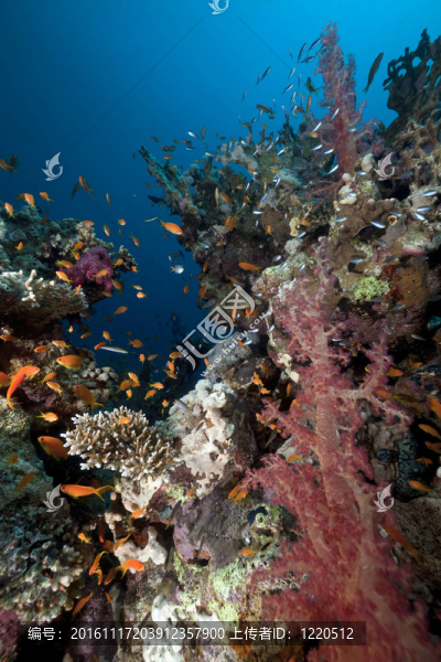 紅海的珊瑚礁和魚。
