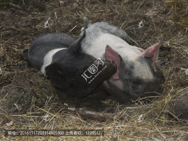 仔豬-匯圖網(wǎng) www.fosd68.com 仔豬