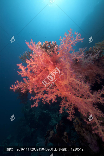 紅海中的軟珊瑚和魚。
