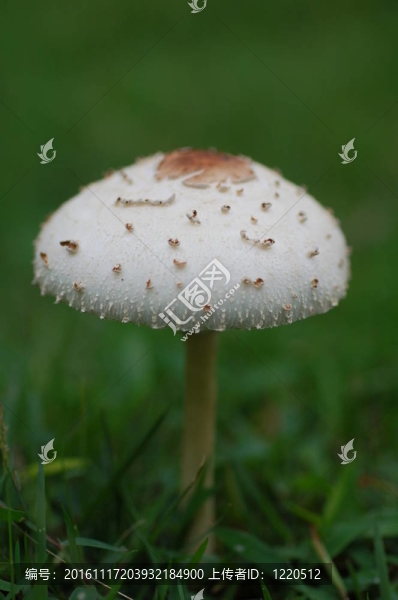 野生毒蘑菇