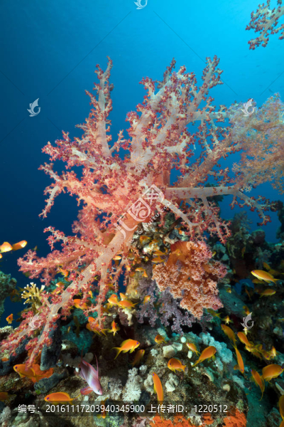 紅海的珊瑚礁和魚(yú)。