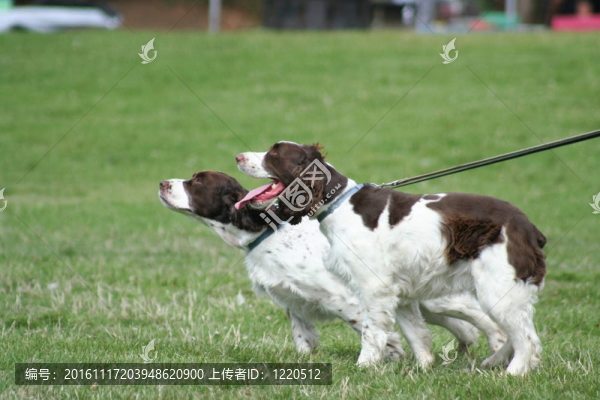 塔尼獵犬