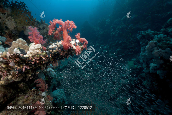 紅海中的玻璃魚(yú)和珊瑚礁。