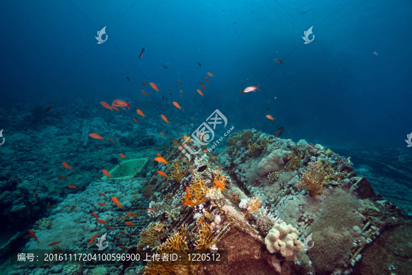 紅海約蘭達沉船的貨物。