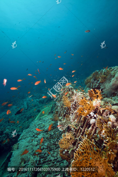 紅海約蘭達(dá)沉船的貨物。