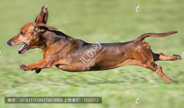 棕色的小獵犬奔跑速度在滿青草