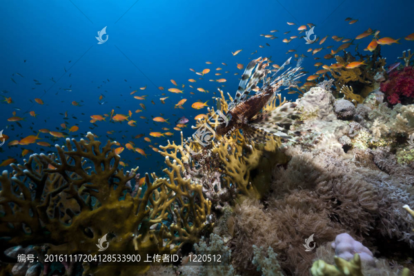 在紅海的魚和珊瑚。
