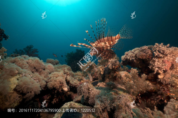在紅海的魚和珊瑚。