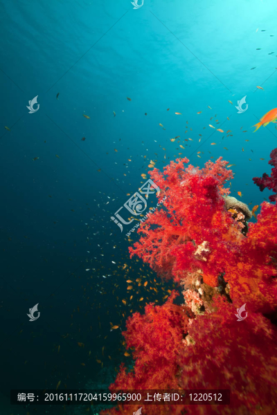 紅海的珊瑚礁和魚。