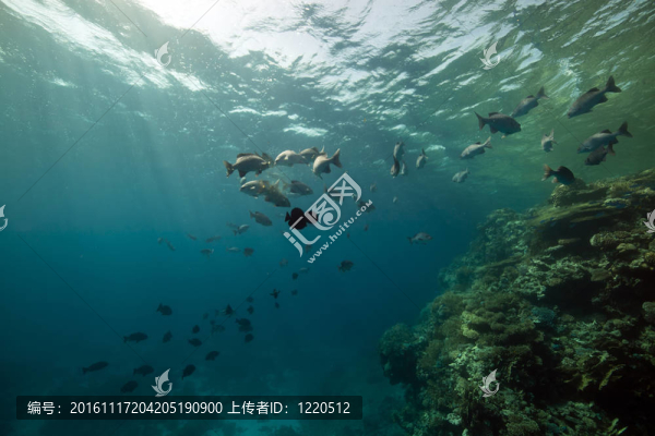 紅海中的魚和海洋。