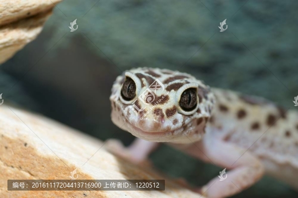 豹紋守宮