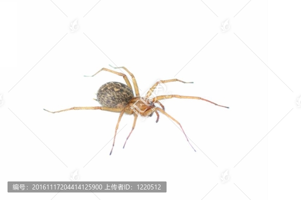 白色背景上的房子蜘蛛