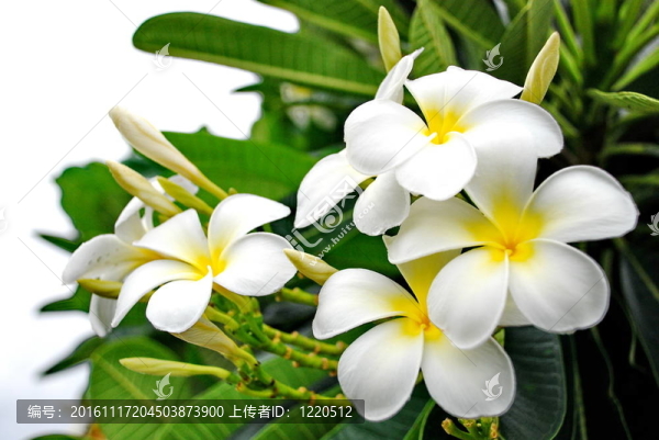 白色的雞蛋花