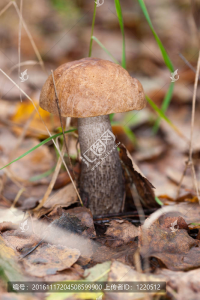 褐蓋牛肝菌