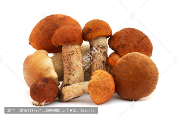 蘑菇