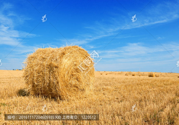 采場(chǎng)用稻草