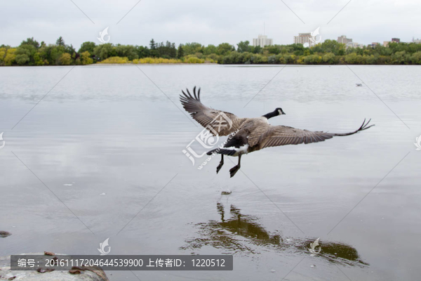 飛行