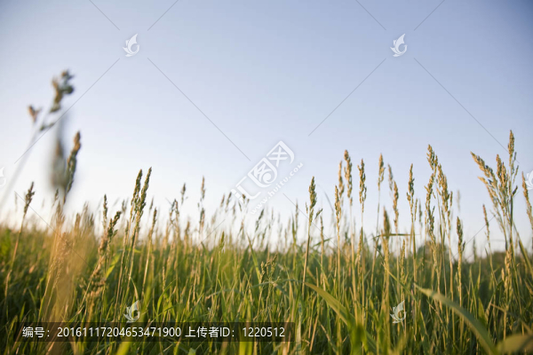 日落前的草地