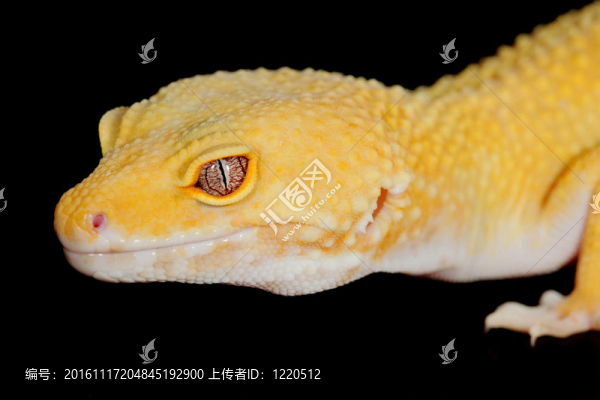 豹紋守宮