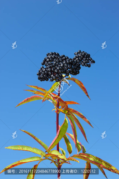 草本接骨木漿果